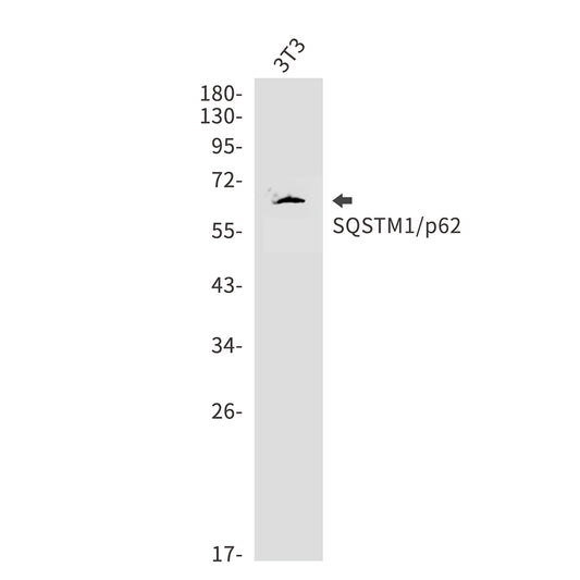 SQSTM1/p62 Rabbit Polyclonal Antibody
