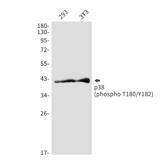 Phospho-p38 (Thr180/Tyr182) Rabbit Polyclonal Antibody