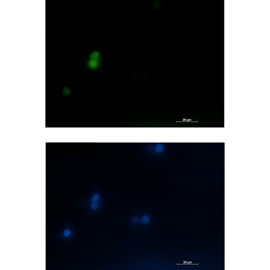 LEF1 Rabbit Polyclonal Antibody