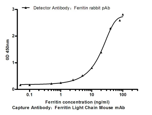 Ferritin Heavy Chain Rabbit Polyclonal Antibody