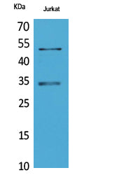 Myoblast Determination Protein 1 Rabbit Polyclonal Antibody