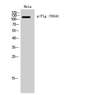 Phospho-FGFR1 (Tyr654) Rabbit Polyclonal Antibody