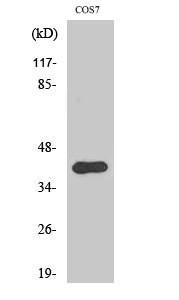 AIFM2/FSP1 Rabbit Polyclonal Antibody