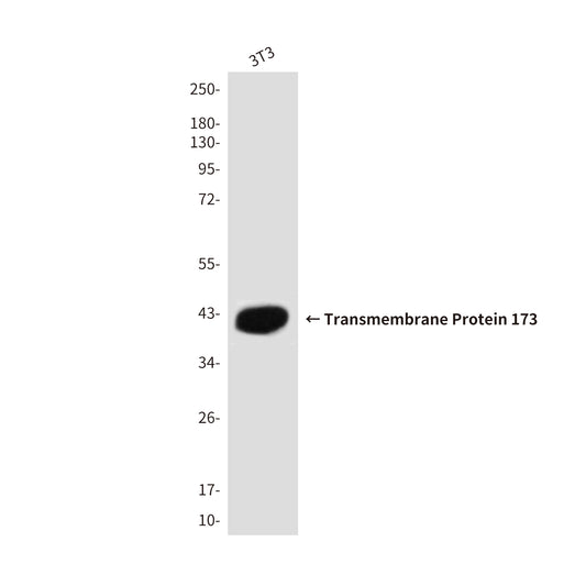 STING Rabbit Polyclonal Antibody