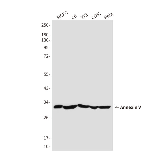 Annexin V Rabbit Polyclonal Antibody