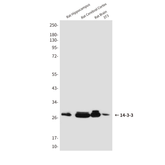 14-3-3 Rabbit Polyclonal Antibody