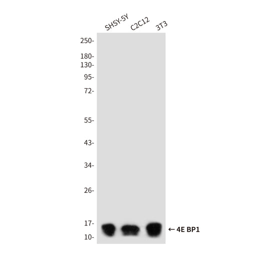 4E BP1 Rabbit Polyclonal Antibody