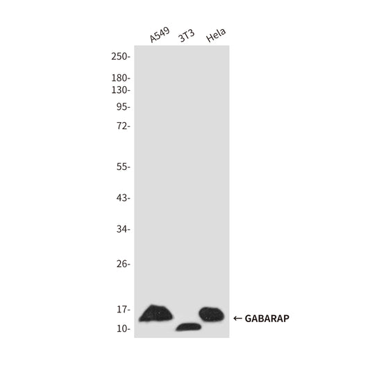 GABARAP Rabbit Polyclonal Antibody