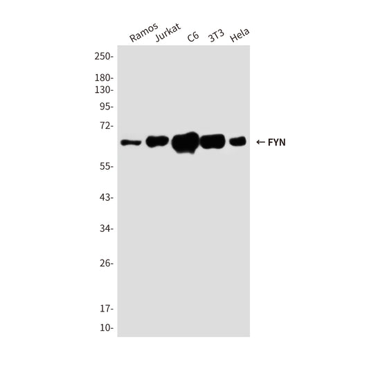 FYN Rabbit Polyclonal Antibody