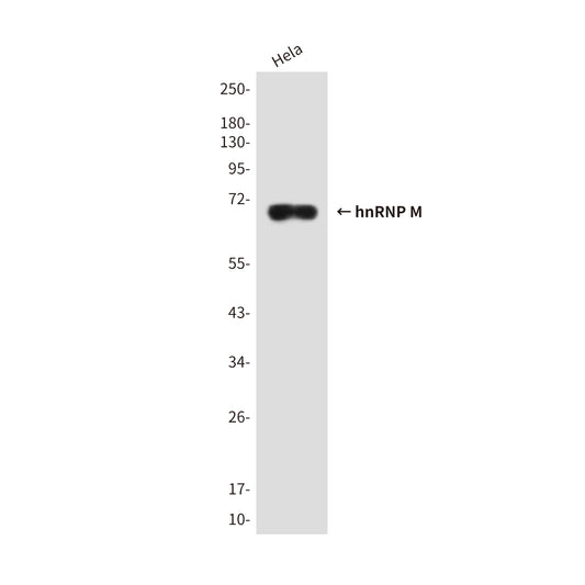 hnRNP M Rabbit Polyclonal Antibody