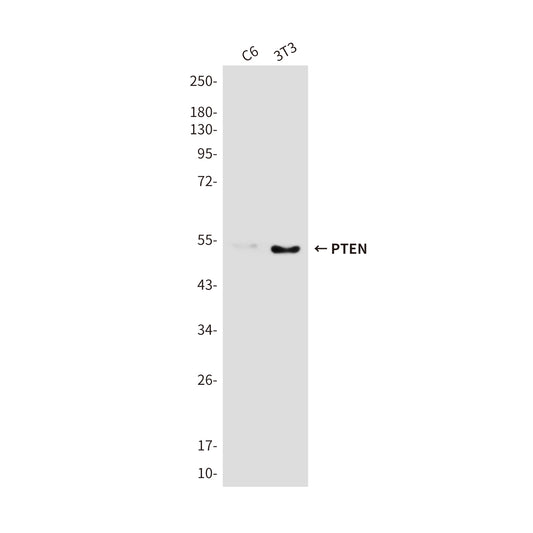 PTEN Rabbit Polyclonal Antibody