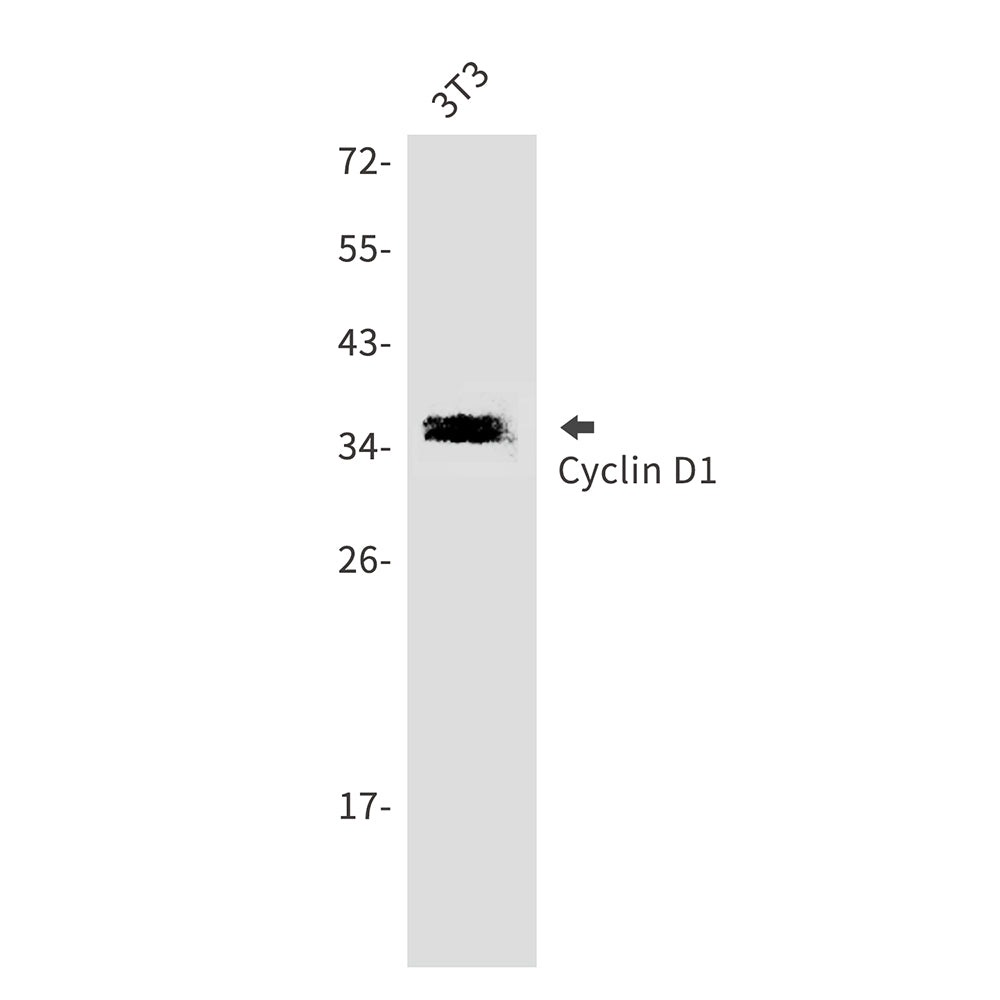 Cyclin D1 Rabbit Polyclonal Antibody