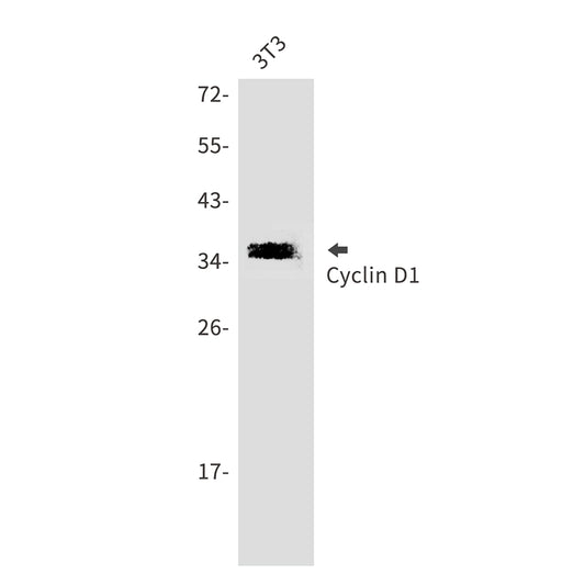 Cyclin D1 Rabbit Polyclonal Antibody