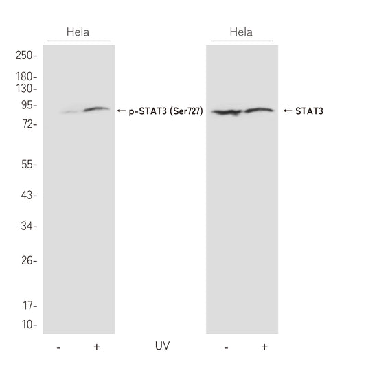 Phospho-STAT3 (Ser727) Rabbit Polyclonal Antibody