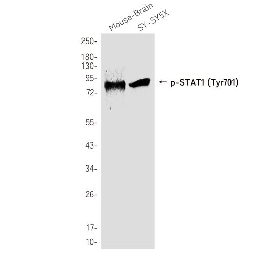 Phospho-STAT1 (Tyr701) Rabbit Polyclonal Antibody