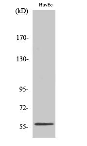 PPAR gamma Rabbit Polyclonal Antibody