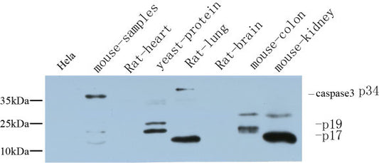 Cleaved-Caspase 3 p17 Rabbit Polyclonal Antibody