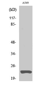 Claudin 5 Rabbit Polyclonal Antibody