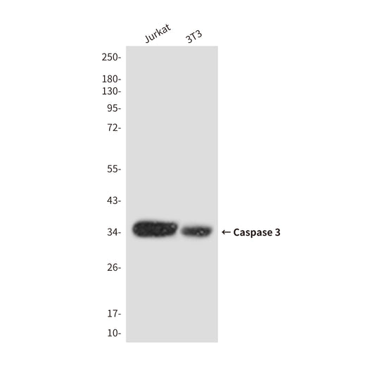 Cleaved-Caspase 3 p17 Rabbit Polyclonal Antibody