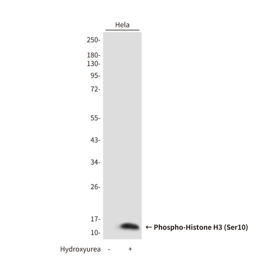 Phospho-Histone H3 (Ser10) Rabbit Polyclonal Antibody