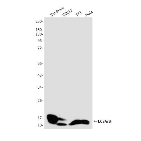 LC3A/B Rabbit Polyclonal Antibody