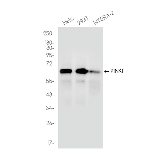 PINK1 Rabbit Polyclonal Antibody