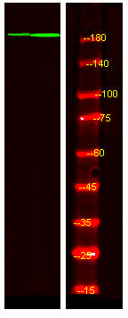 53BP1 (phospho-Ser1778) Rabbit Polyclonal Antibody