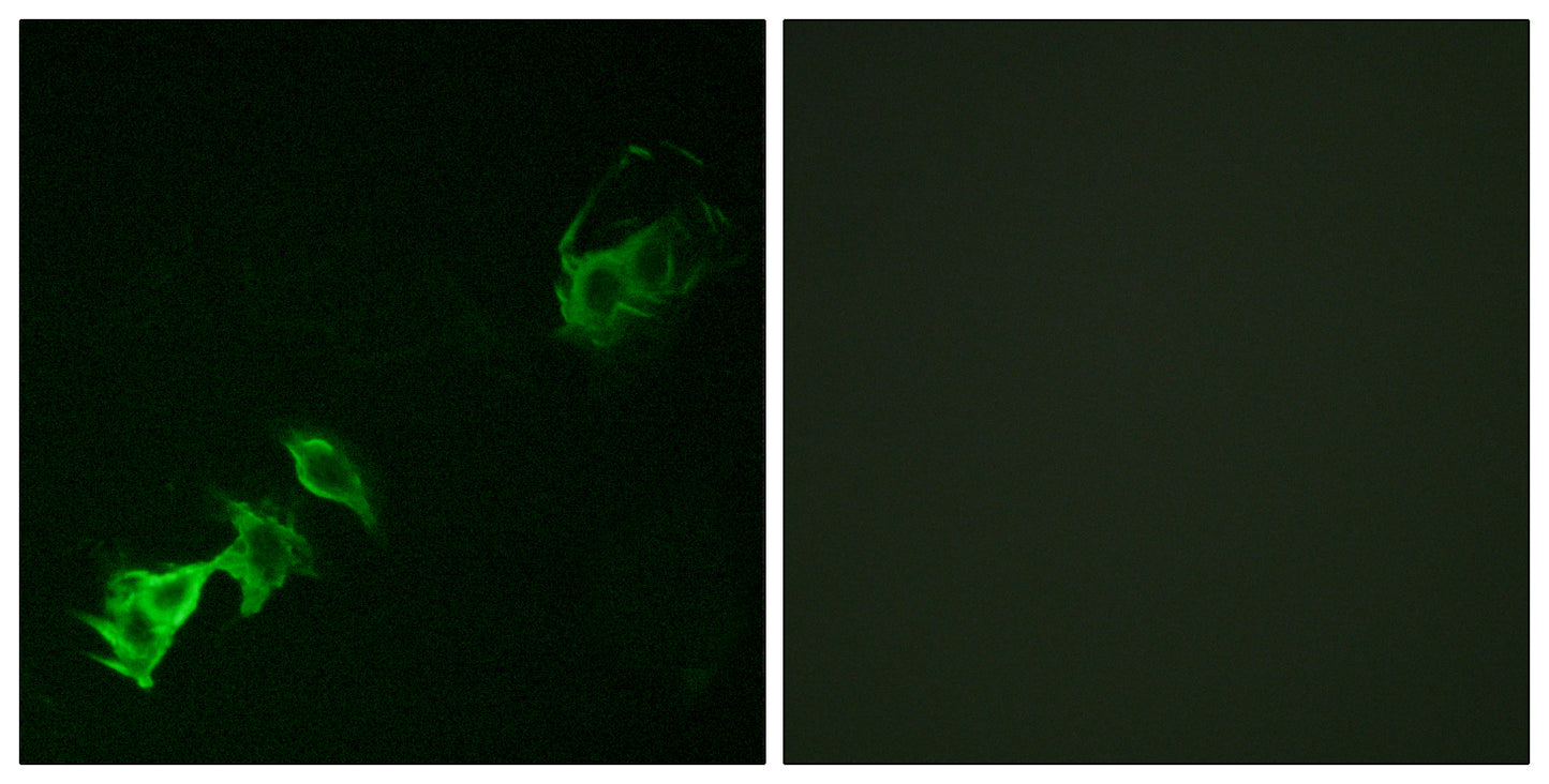 Abl1/2 (phospho Tyr393/439) Rabbit Polyclonal Antibody