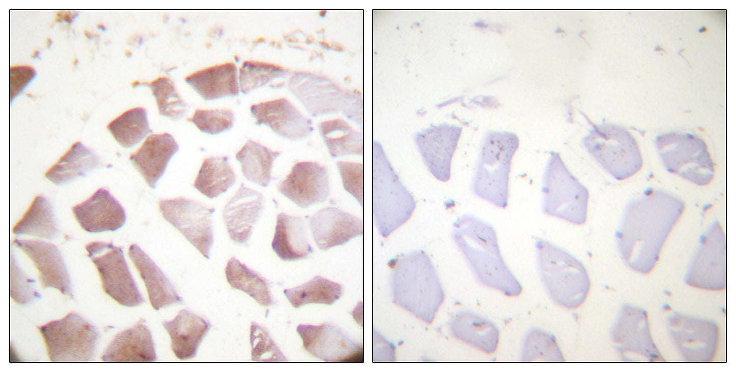 Actin-α/γ (phospho Tyr55/53) Rabbit Polyclonal Antibody