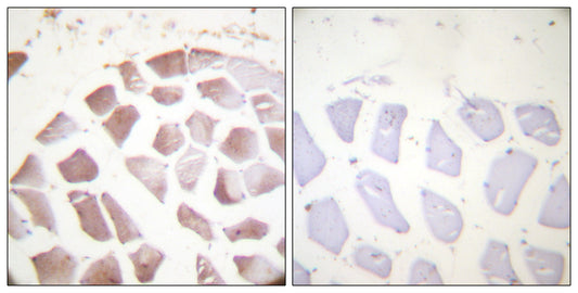 Actin-α/γ (phospho Tyr55/53) Rabbit Polyclonal Antibody