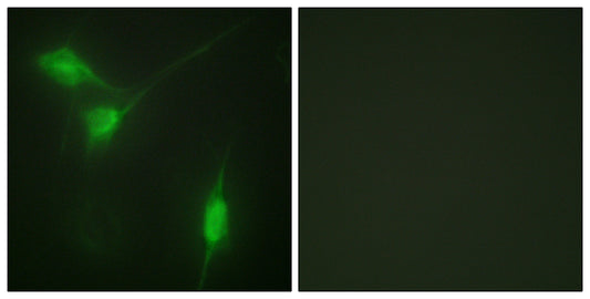 Akt1 (phospho Ser246) Rabbit Polyclonal Antibody