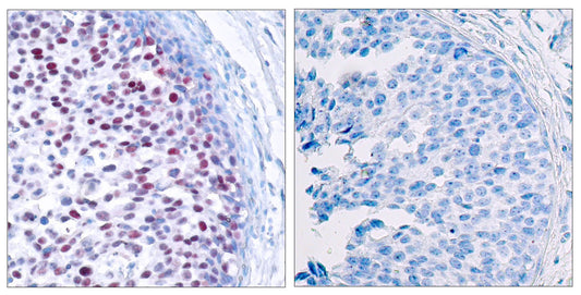 AP-1 (phospho Thr239) Rabbit Polyclonal Antibody