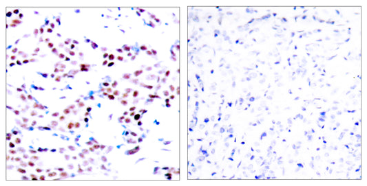 AP-1 (phospho Thr91) Rabbit Polyclonal Antibody