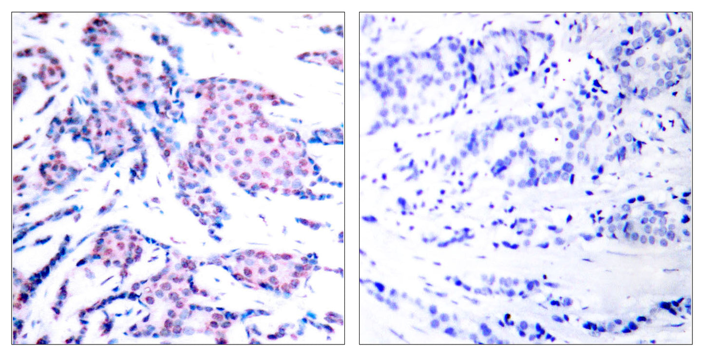 AP-1 (phospho Thr93) Rabbit Polyclonal Antibody