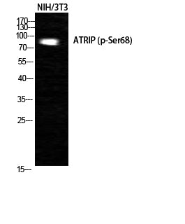ATRIP (phospho Ser68) Rabbit Polyclonal Antibody