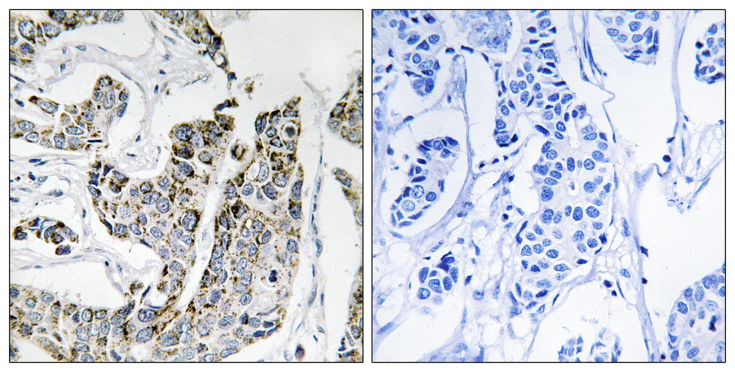 Blk (phospho Tyr501) Rabbit Polyclonal Antibody