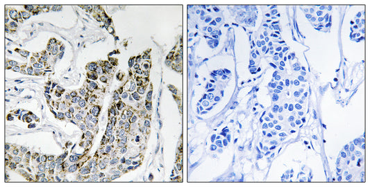 Blk (phospho Tyr501) Rabbit Polyclonal Antibody