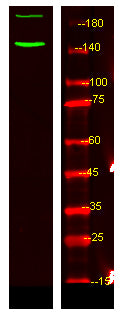 c-Abl (phospho-Tyr89)  Rabbit Polyclonal Antibody