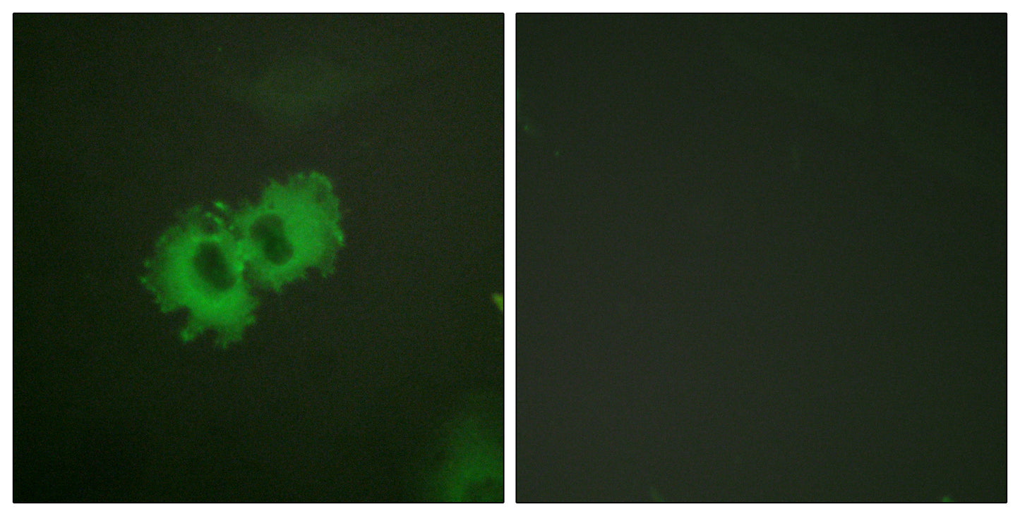 Caldesmon (phospho Ser789) Rabbit Polyclonal Antibody
