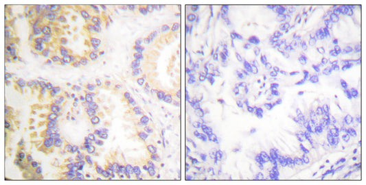 Caspase-8 (phospho Ser347) Rabbit Polyclonal Antibody