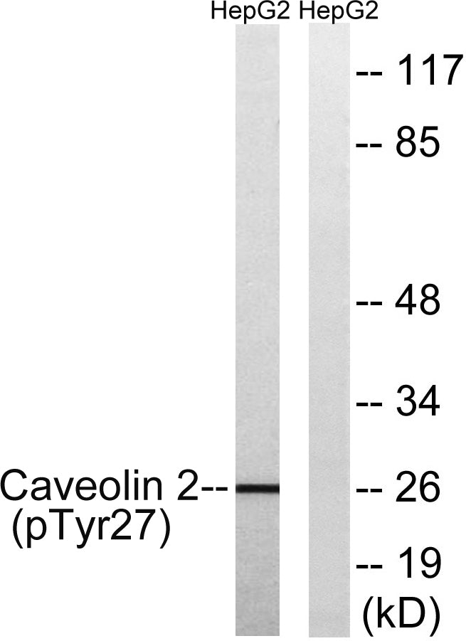 Caveolin-2 (phospho Tyr27) Rabbit Polyclonal Antibody