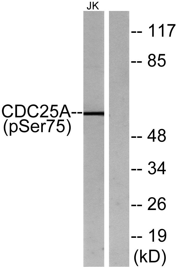 Cdc25A (phospho Ser75) Rabbit Polyclonal Antibody