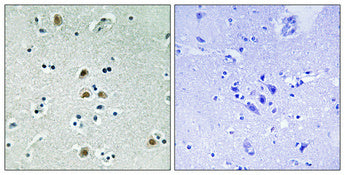 Cdk1/Cdc2 (phospho Thr161) Rabbit Polyclonal Antibody