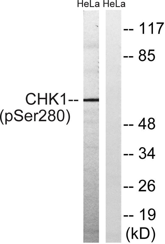 Chk1 (phospho Ser280) Rabbit Polyclonal Antibody