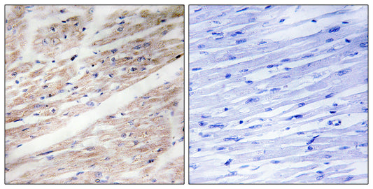 c-Kit (phospho Tyr936) Rabbit Polyclonal Antibody