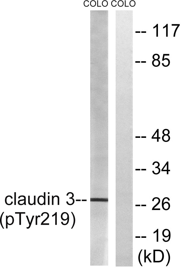 Claudin-3 (phospho Tyr219) Rabbit Polyclonal Antibody