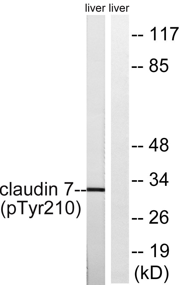 Claudin-7 (phospho Tyr210) Rabbit Polyclonal Antibody
