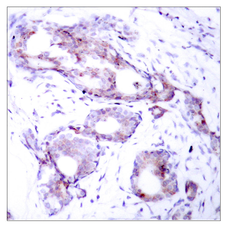 c-Myc (phospho Ser373) Rabbit Polyclonal Antibody