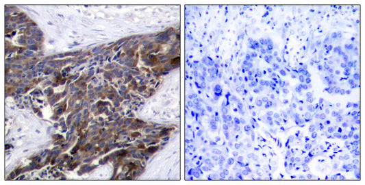 Connexin 43 (phospho Ser368) Rabbit Polyclonal Antibody