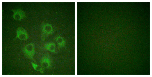 Crk-L (phospho Tyr207) Rabbit Polyclonal Antibody